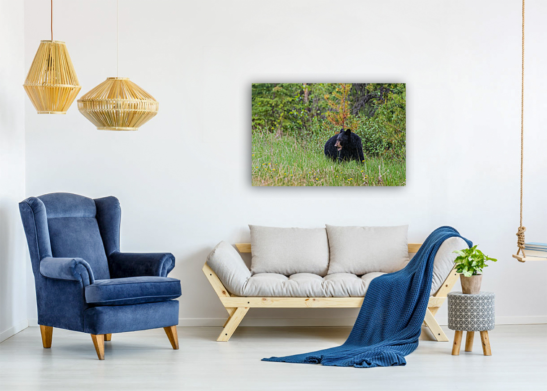 Black Bear Reproduction