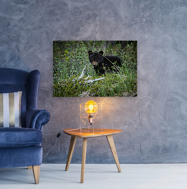 Black Bear Cub Reproduction