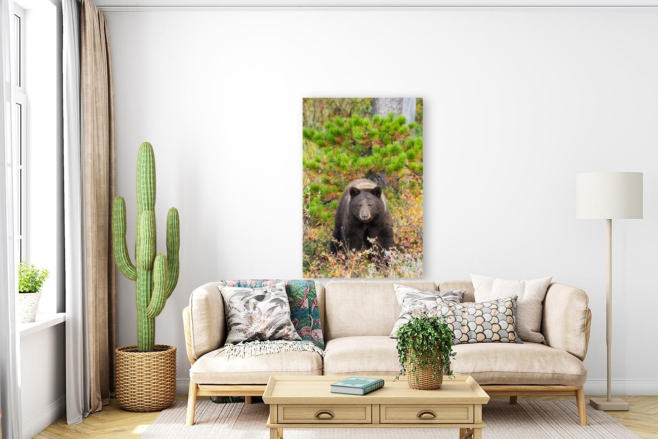 Black Bear Reproduction