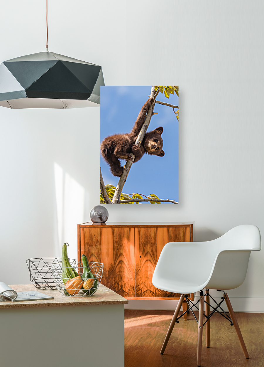 Black Bear Cub Reproduction