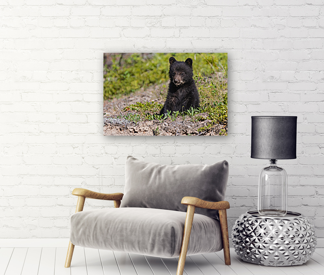 Black Bear Cub Reproduction