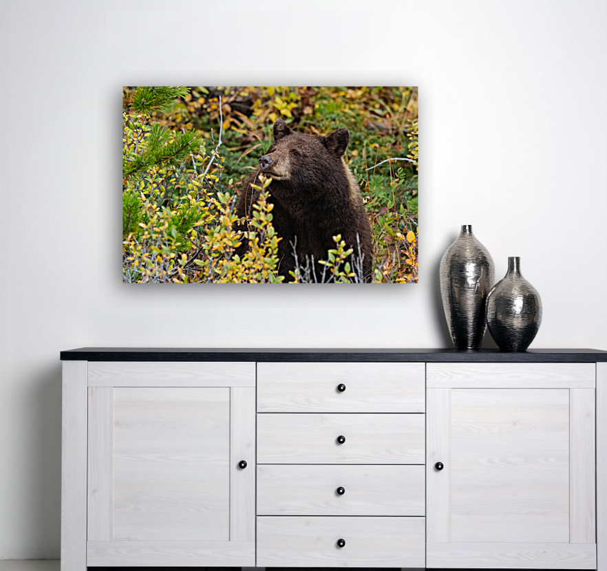 Black Bear Reproduction