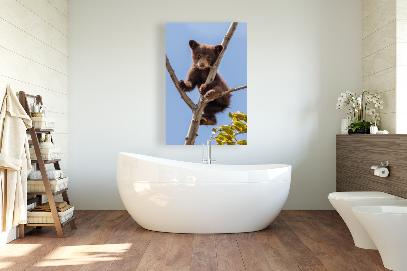 Black Bear Cub Reproduction