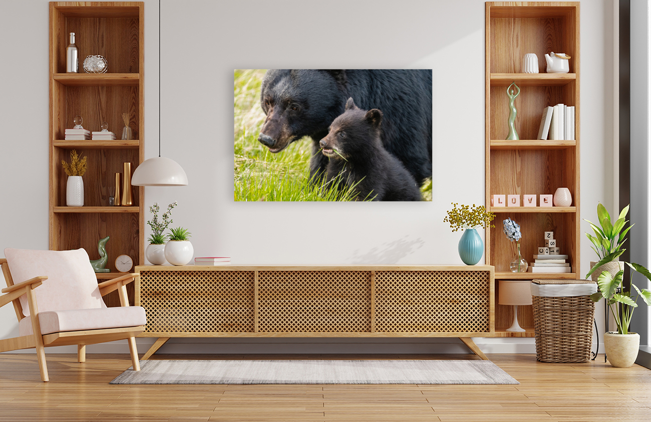 Black Bear Sow with Cub Reproduction