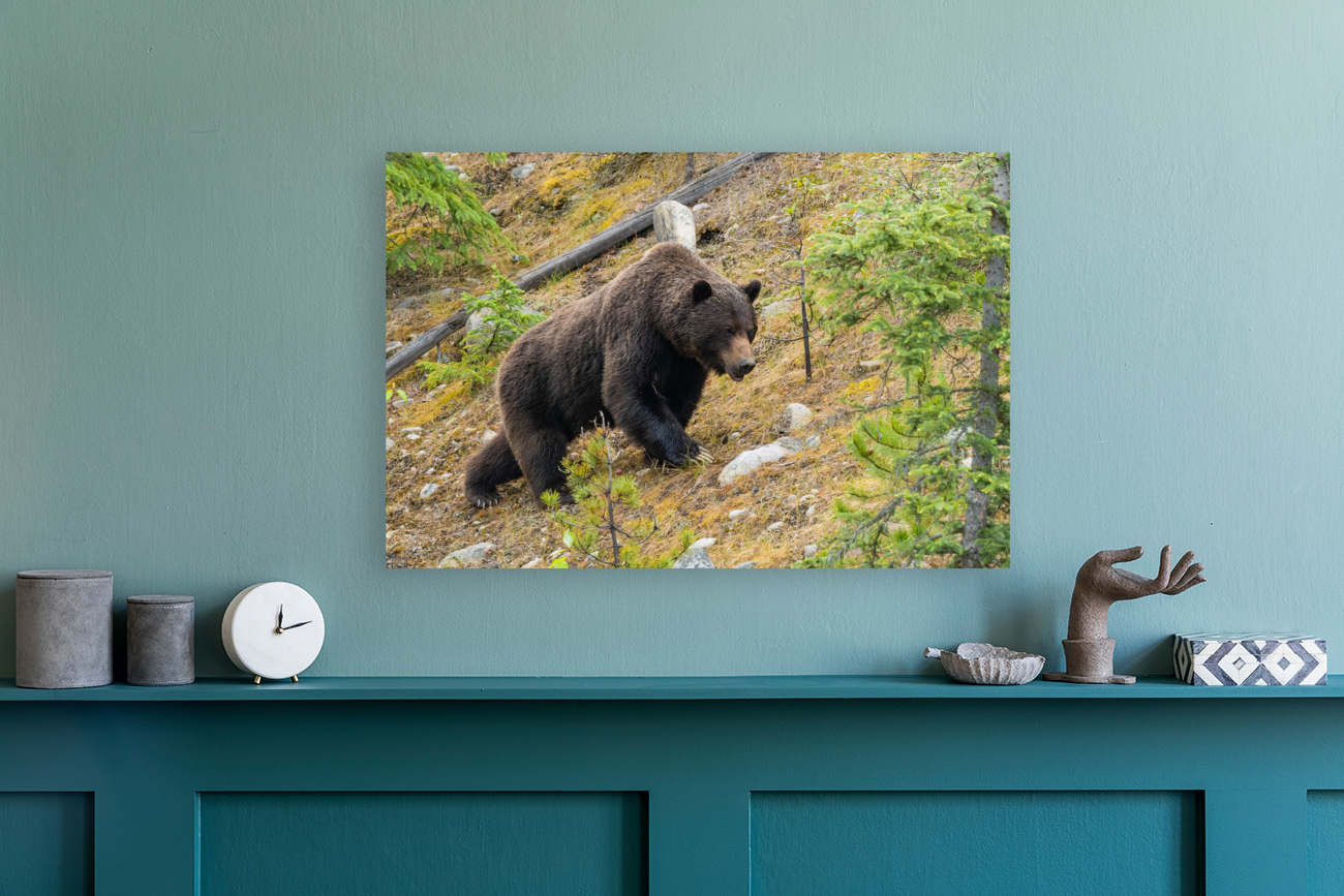 Grizzly Boar Reproduction