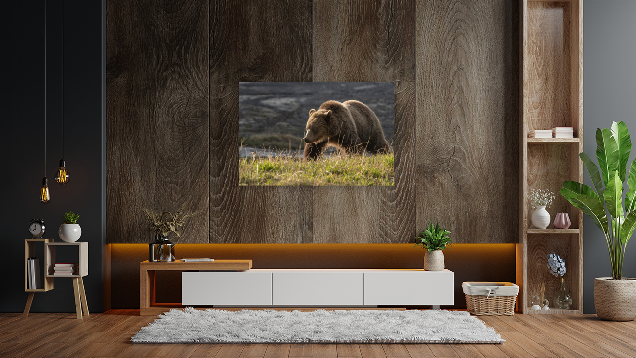 Grizzly Sow Reproduction