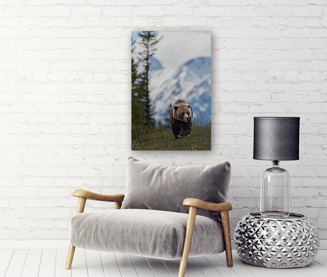 Grizzly Boar Reproduction