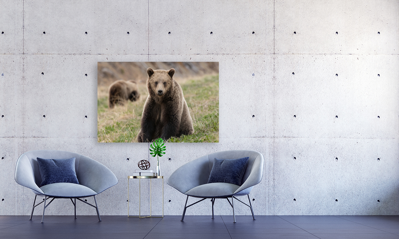 Grizzly Siblings Reproduction