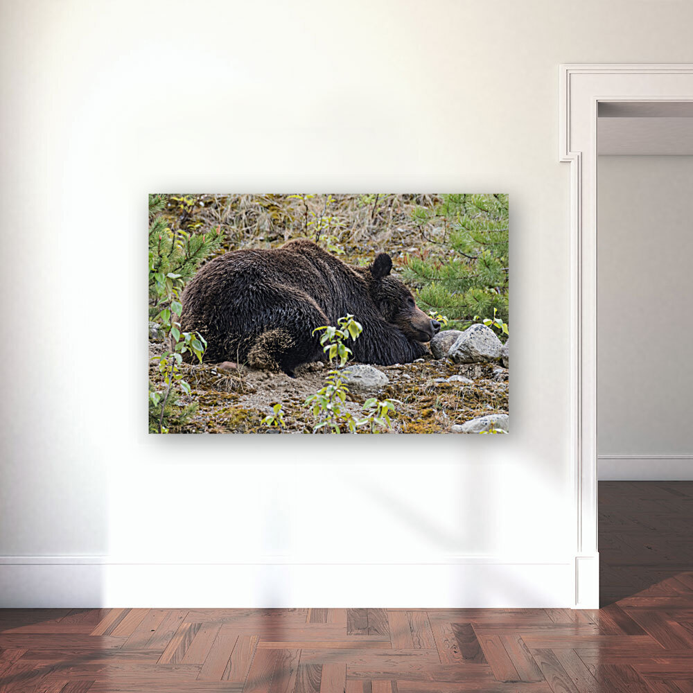Grizzly Boar Reproduction