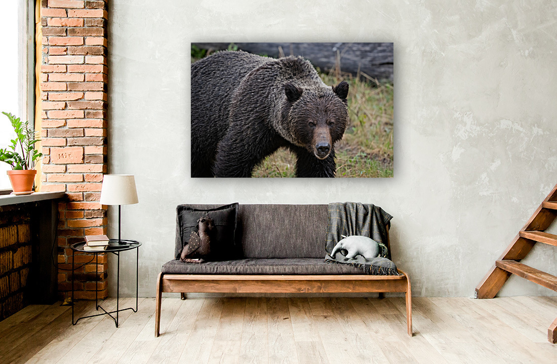 Grizzly Boar Reproduction