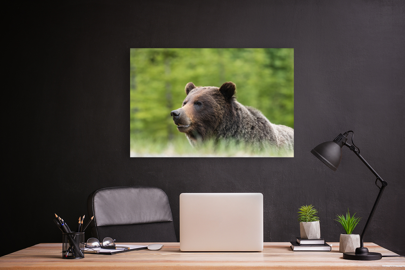 Grizzly Boar Reproduction