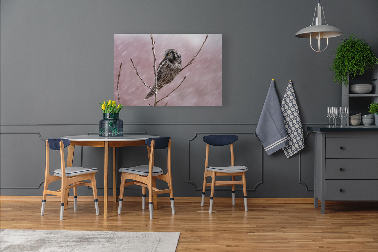 Northern Hawk Owl Reproduction