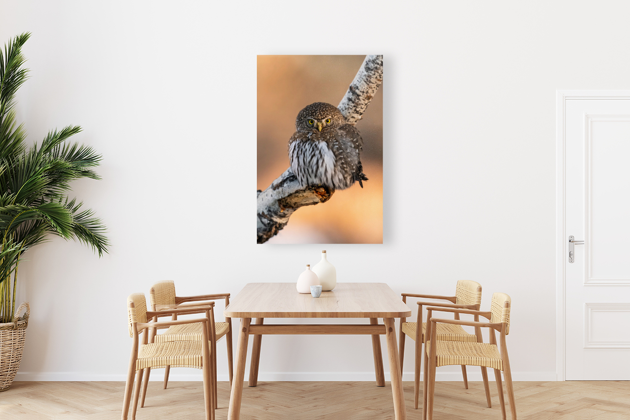 Northern Pygmy Owl Reproduction