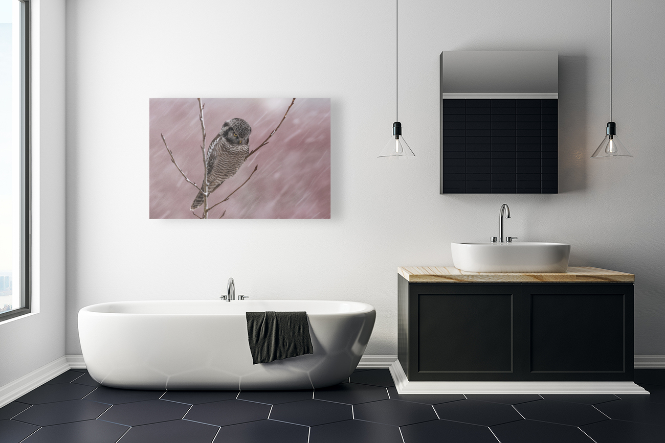 Northern Hawk Owl Reproduction