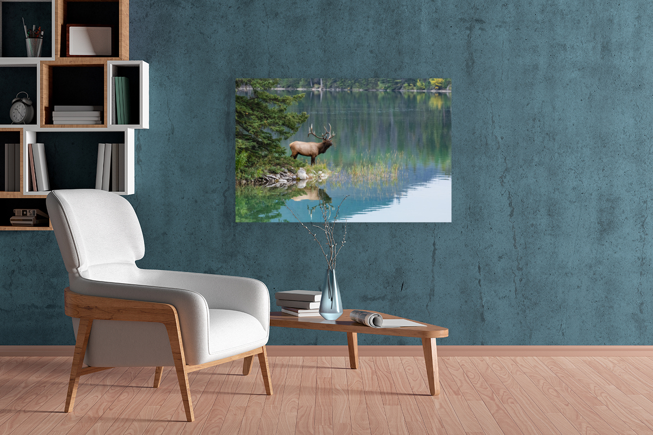 Bull Elk Reproduction