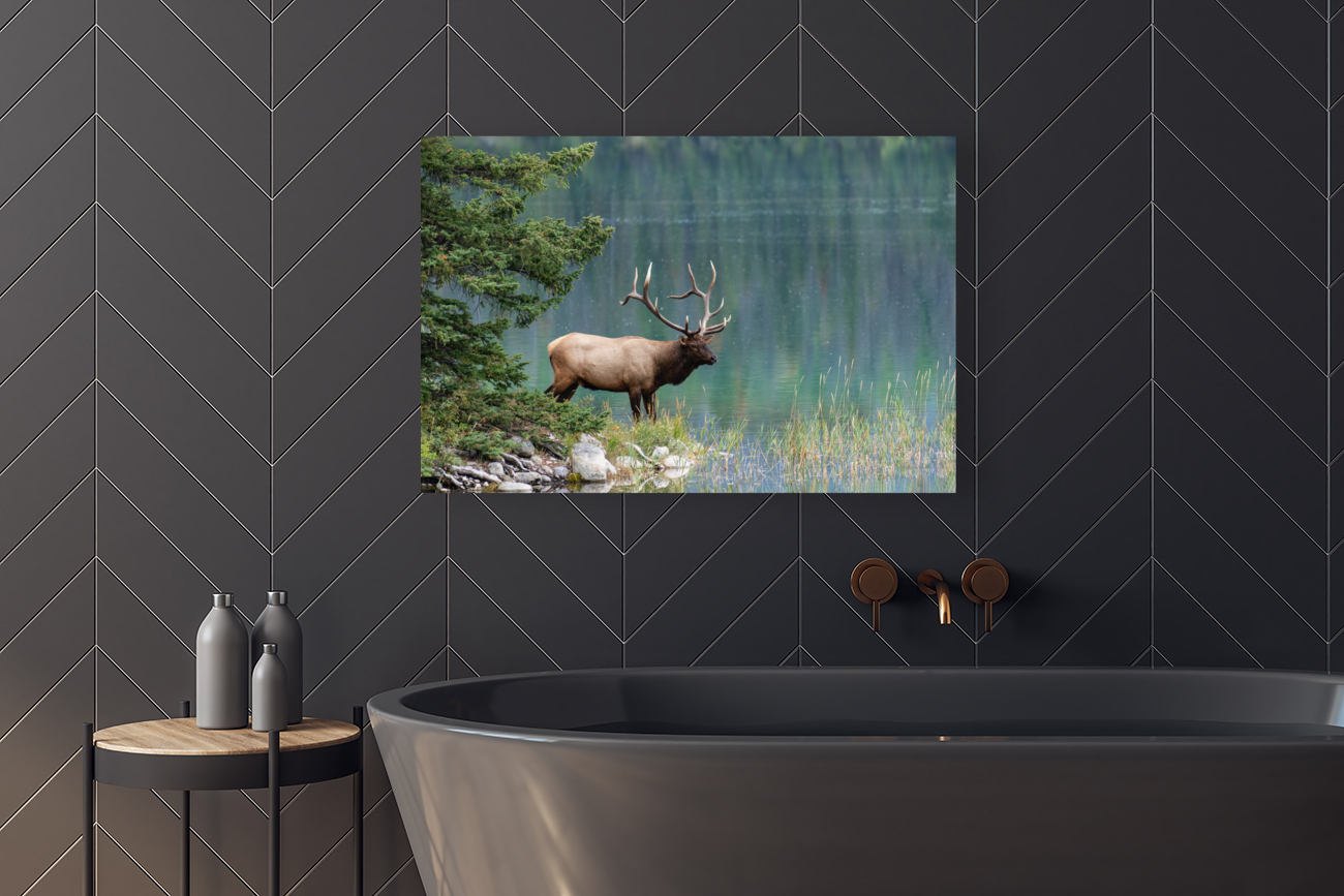 Bull Elk Reproduction