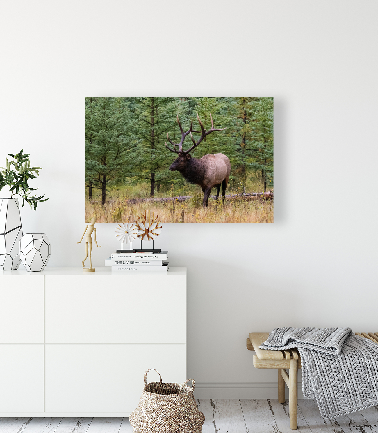Bull Elk Reproduction