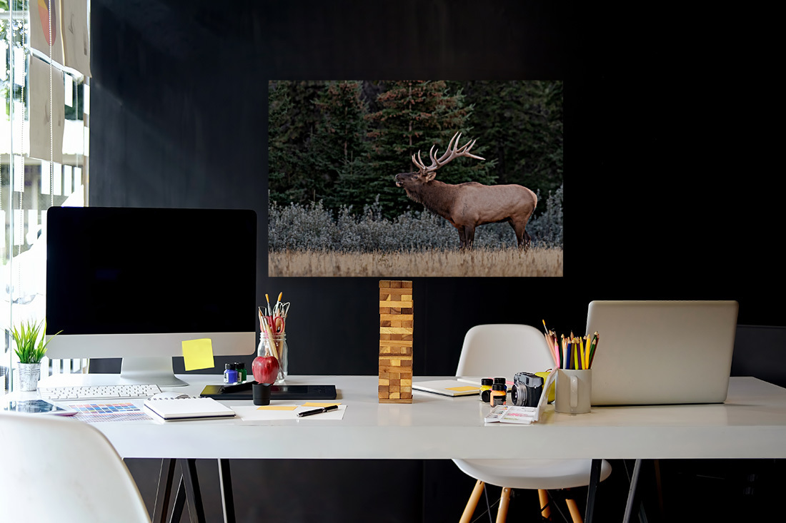 Bull Elk Reproduction