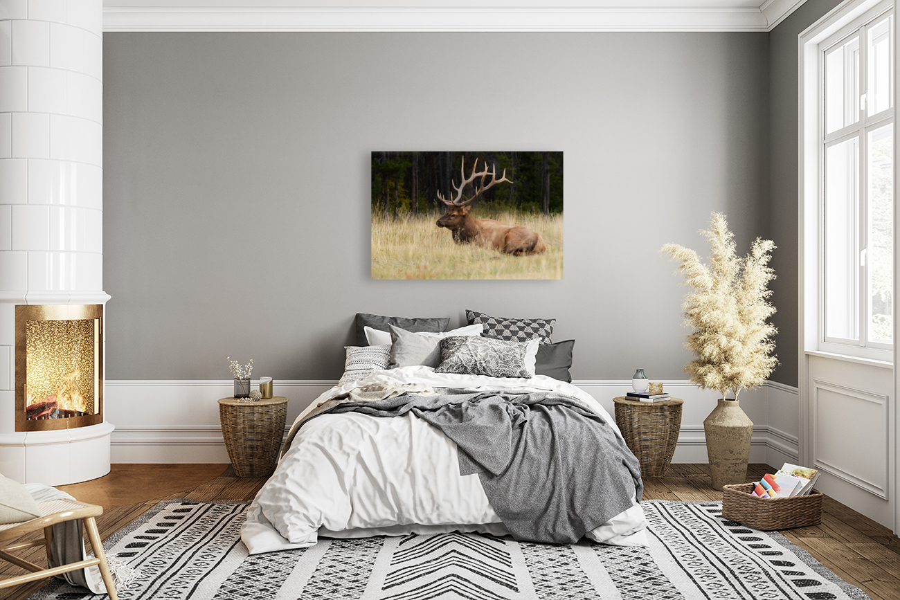 Bull Elk Reproduction