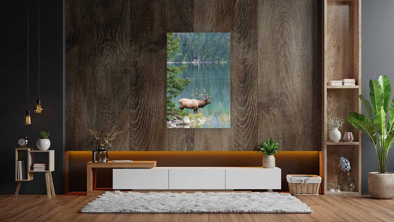 Bull Elk Reproduction