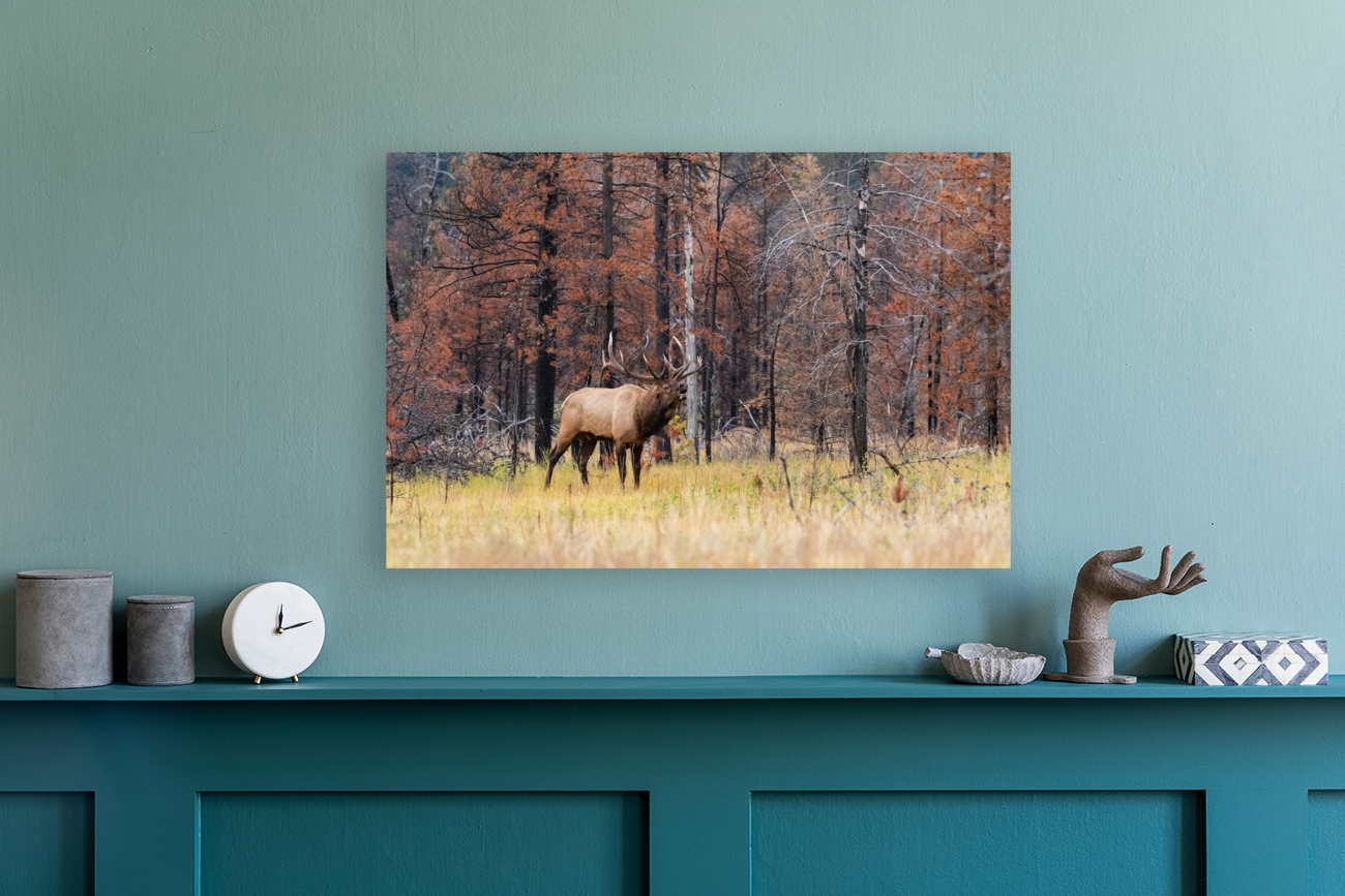 Bull Elk Reproduction