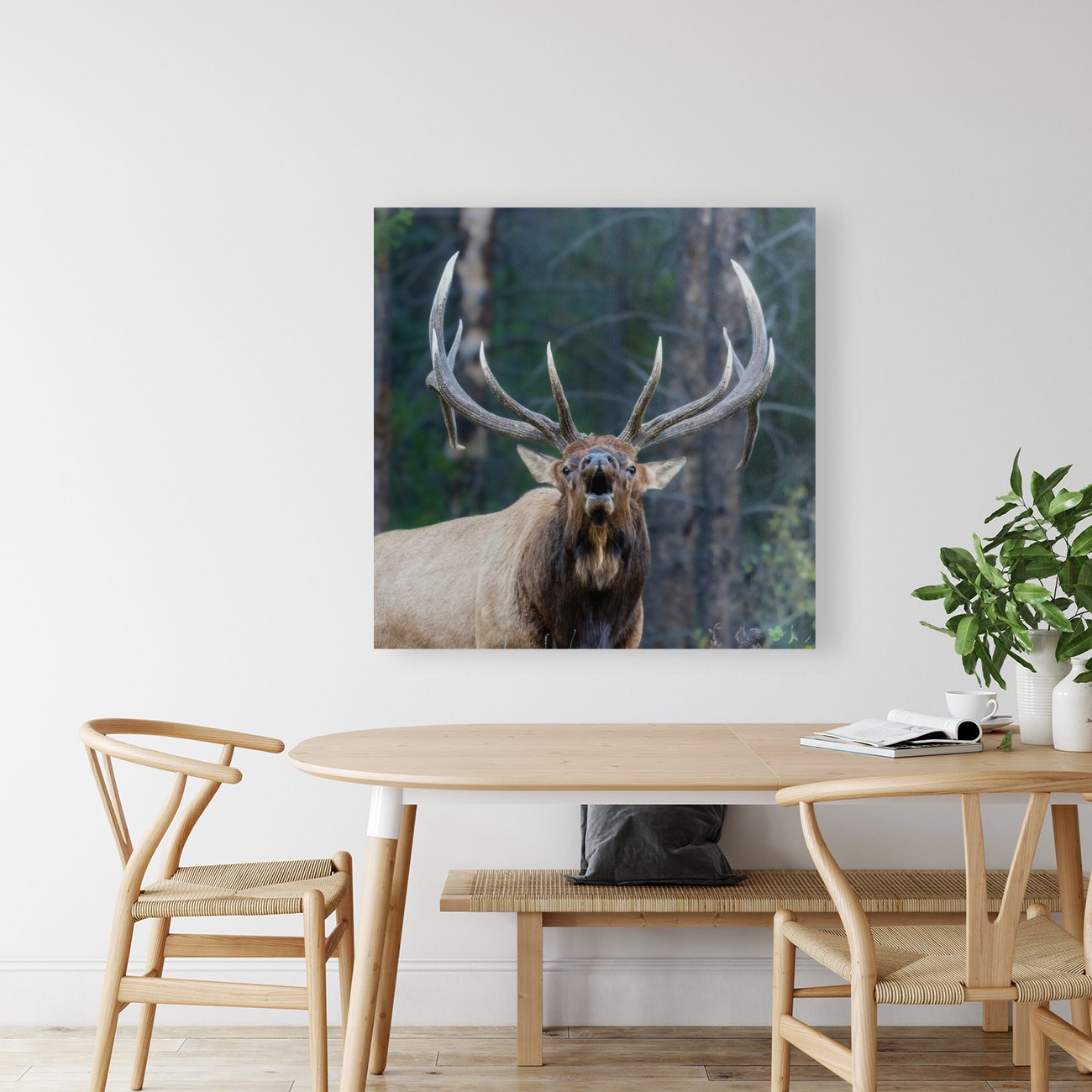 Bull Elk Reproduction