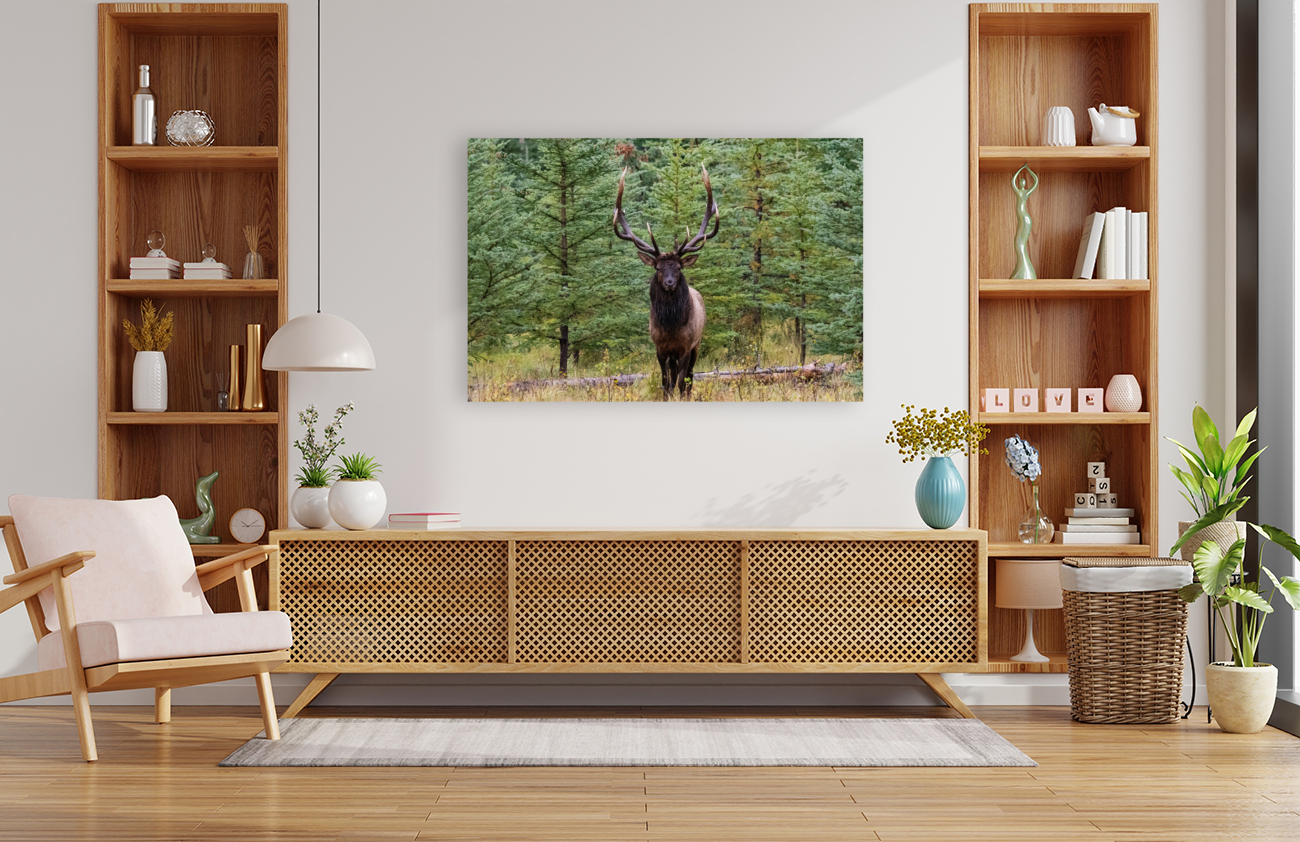 Bull Elk Reproduction