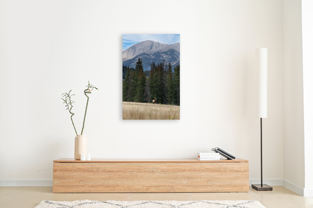 Bull Elk Reproduction