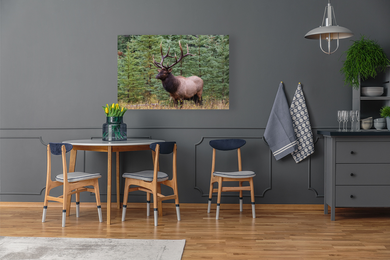 Bull Elk Reproduction