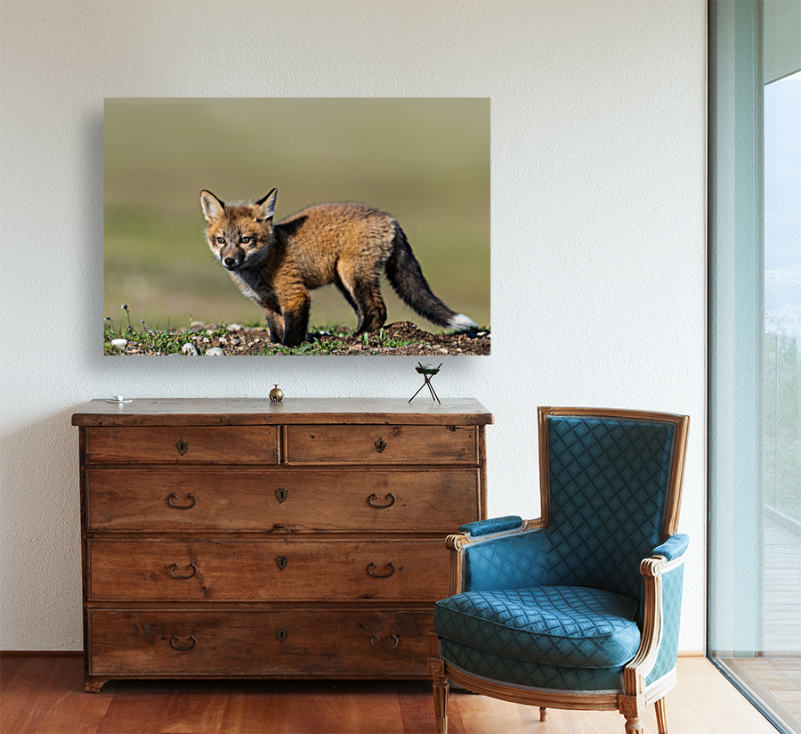 Red Fox Kit Reproduction