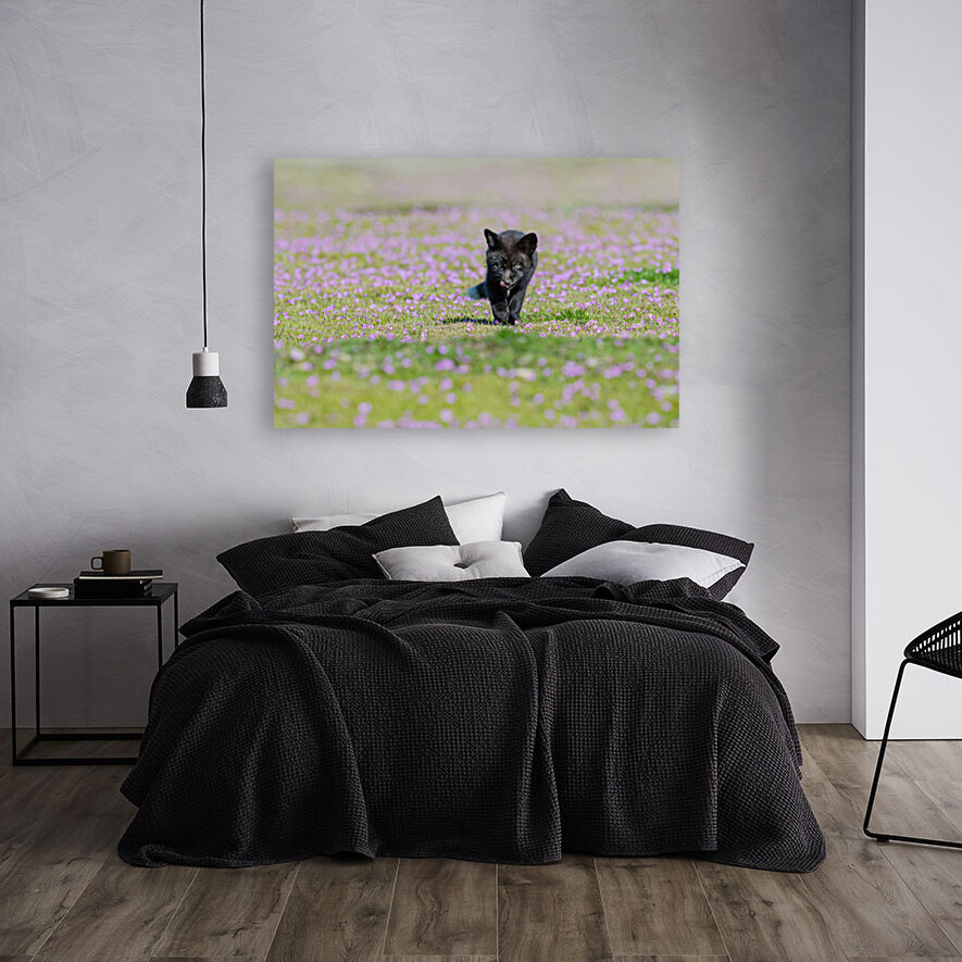 Red Fox Kit Reproduction