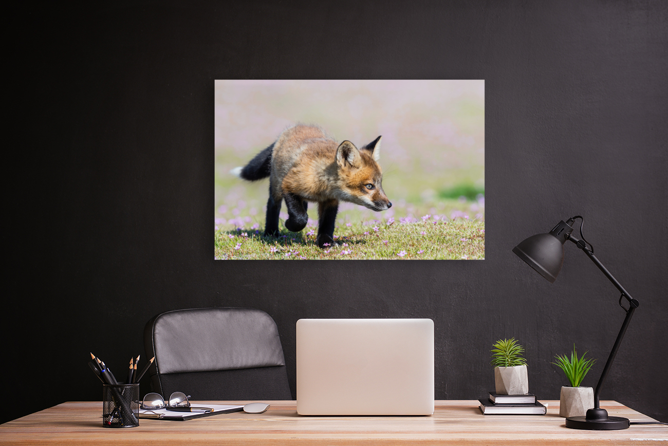 Red Fox Kit Reproduction