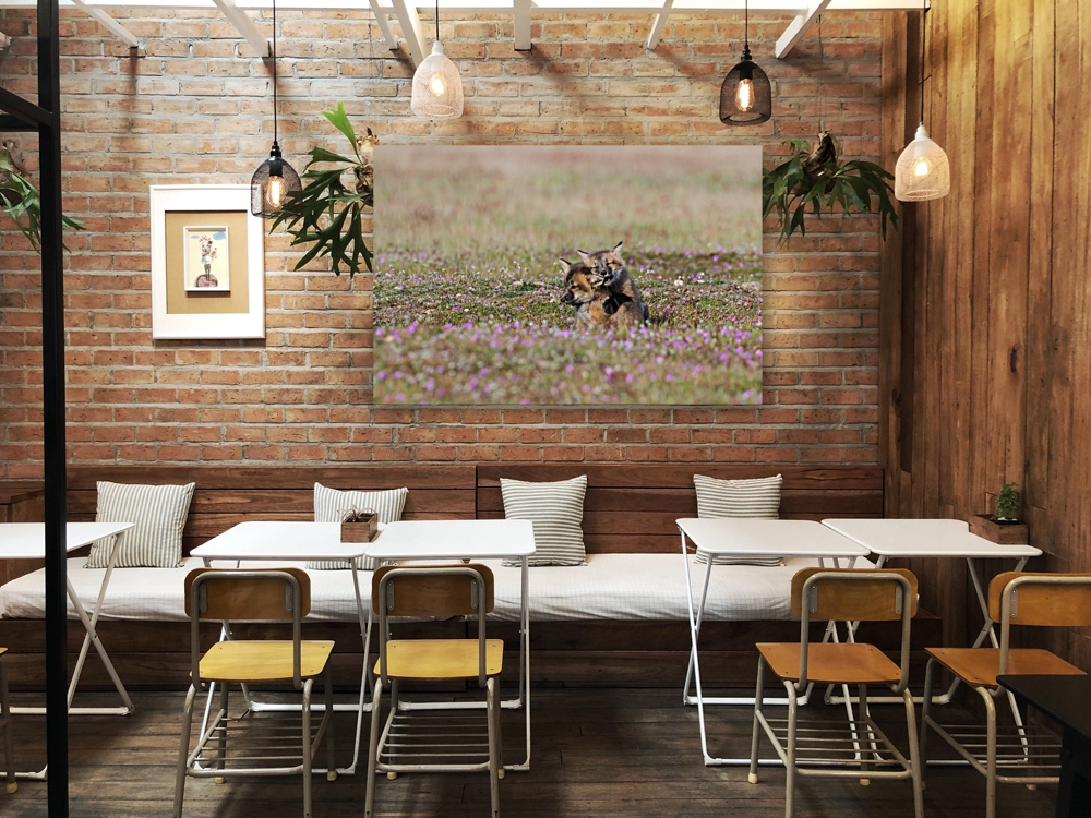 Red Fox Kits Reproduction