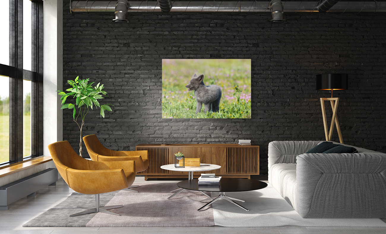 Red Fox Kit Reproduction