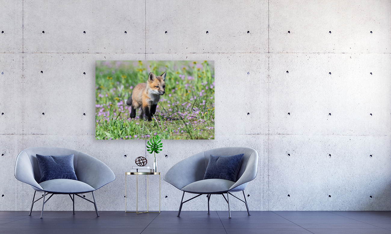 Red Fox Kit Reproduction