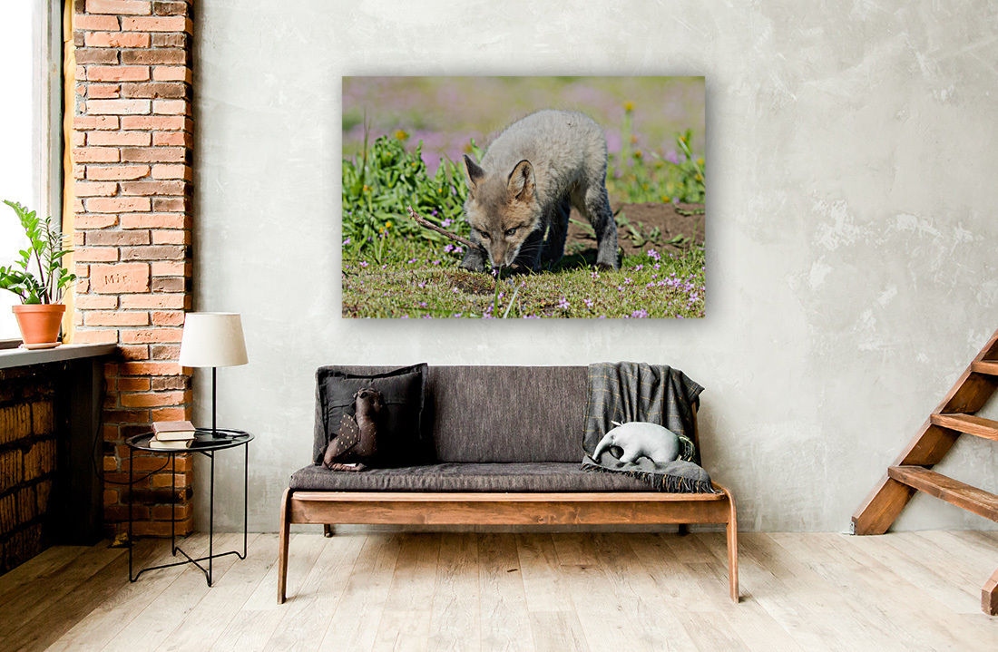 Red Fox Kit Reproduction