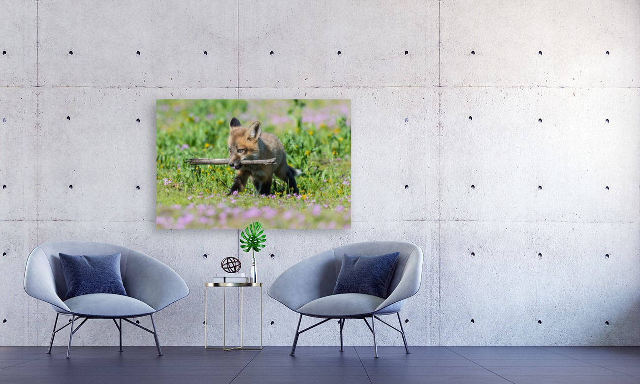 Red Fox Kit Reproduction