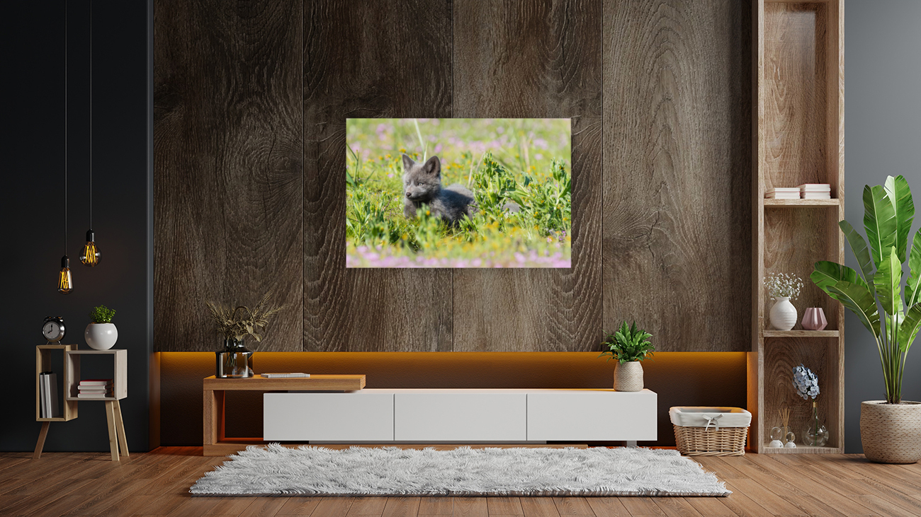 Red Fox Kit Reproduction