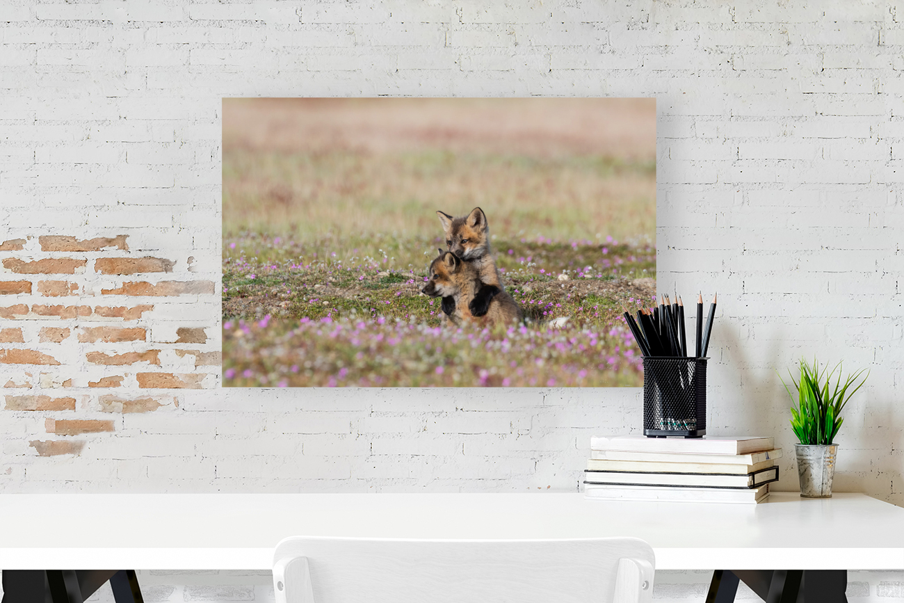 Red Fox Kits Reproduction