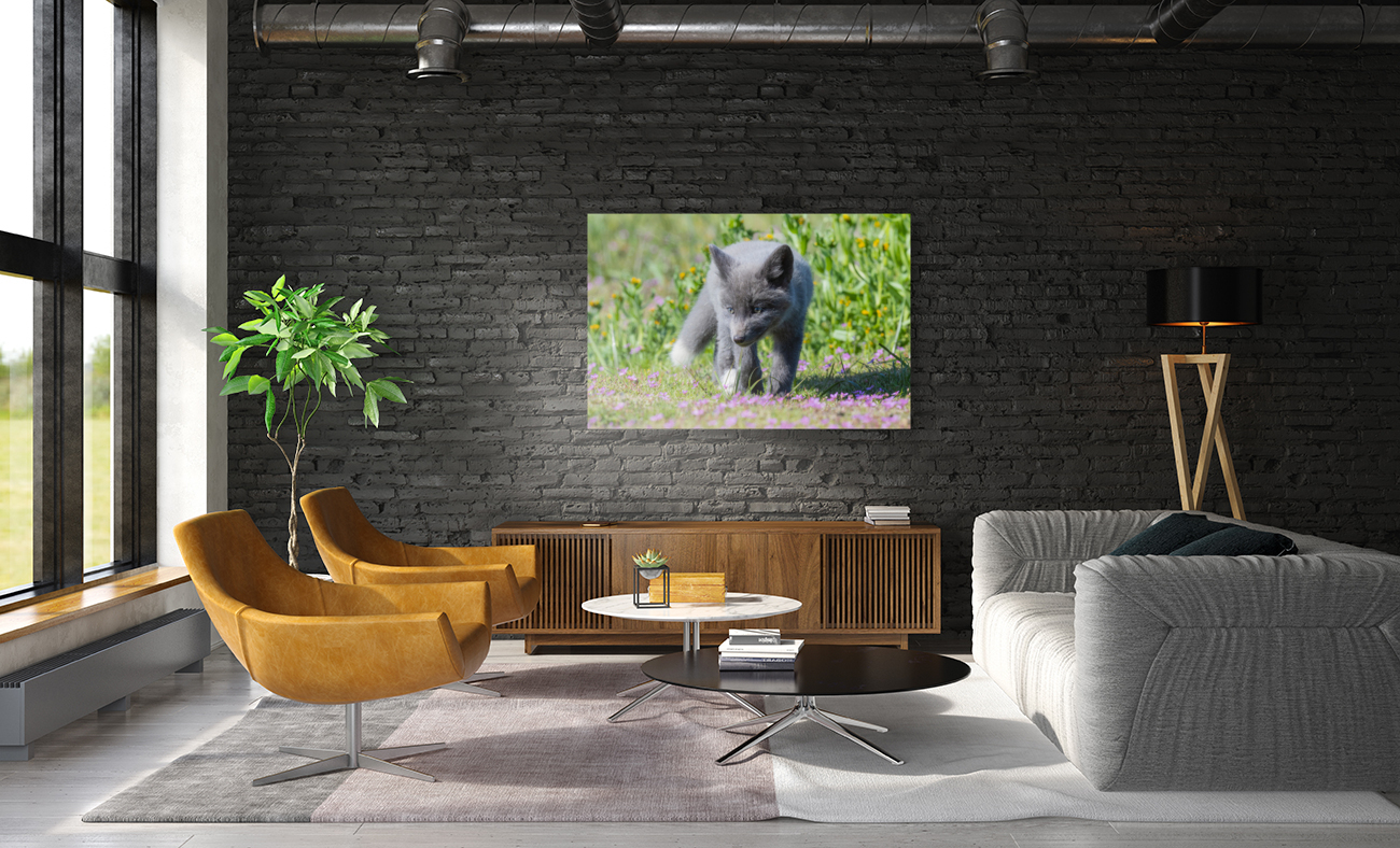 Red Fox Kit Reproduction