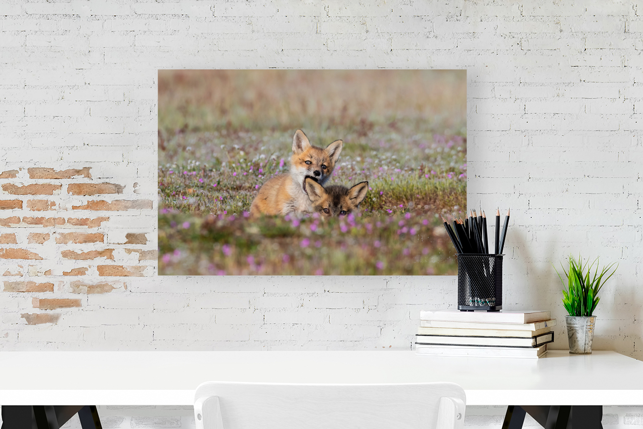 Red Fox Kits Reproduction