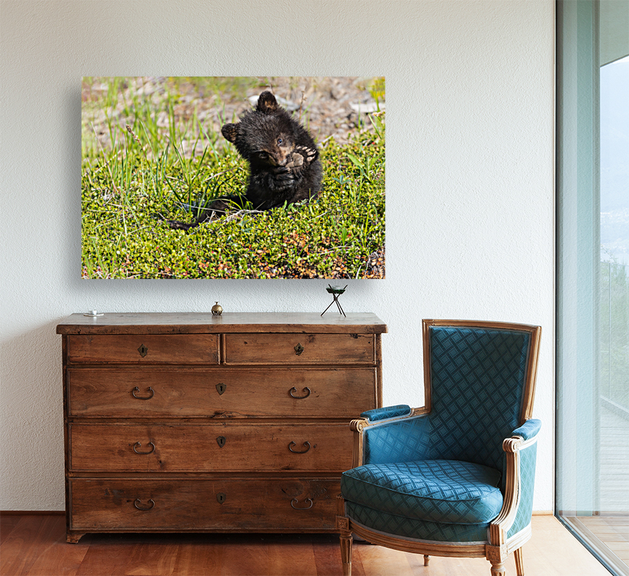 Black Bear Cub Reproduction