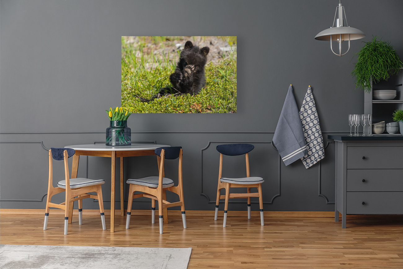 Black Bear Cub Reproduction