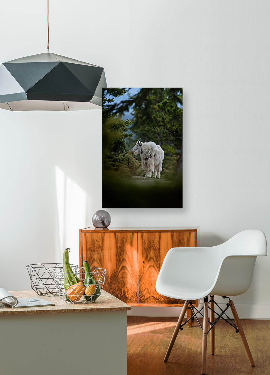 Mountain Goat Reproduction