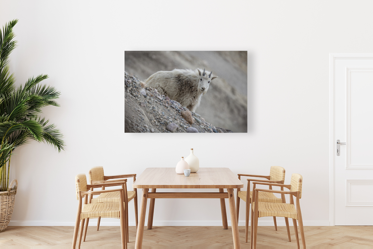 Mountain Goat Kid Reproduction