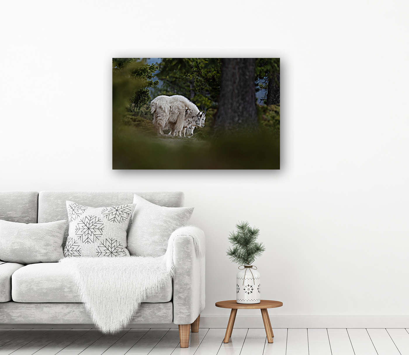 Mountain Goat Reproduction