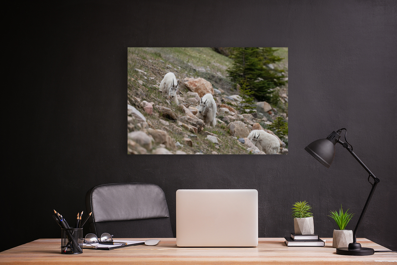 Mountain Goats Reproduction
