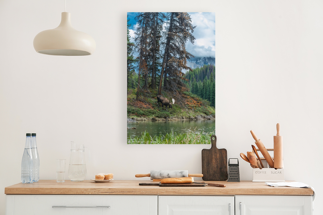 Bull Moose Reproduction