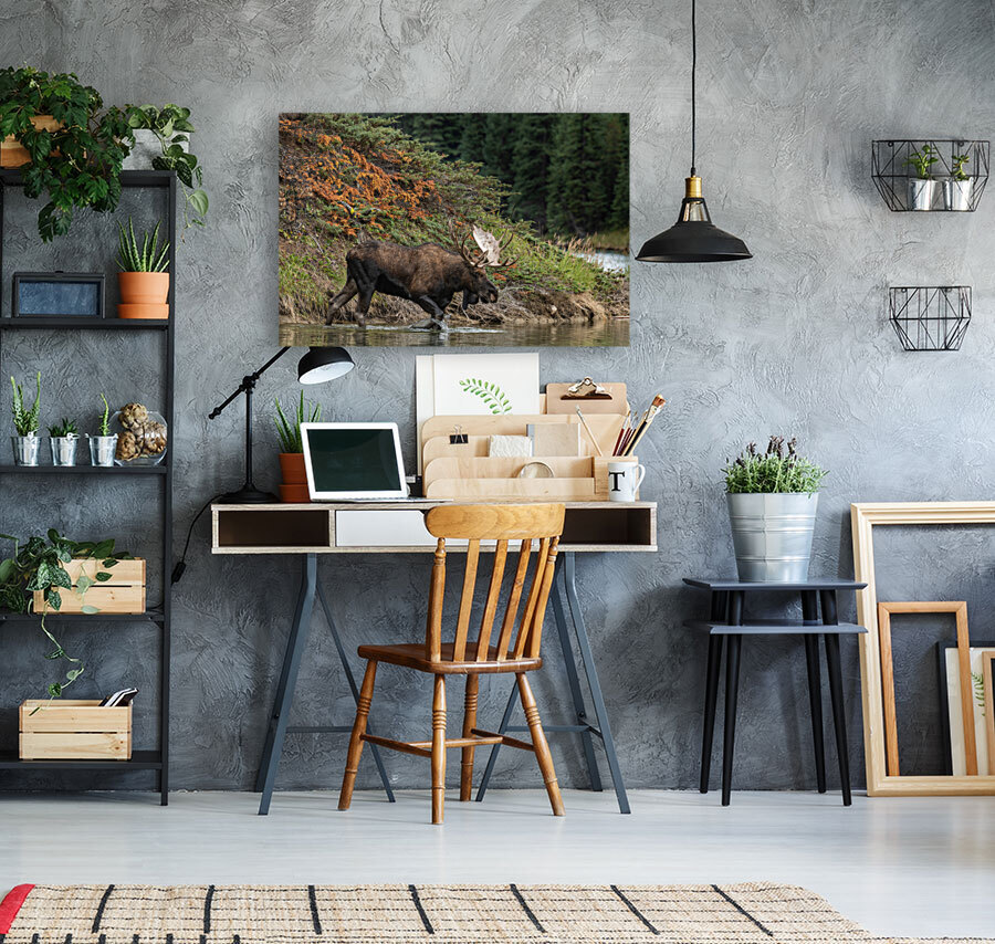 Bull Moose Reproduction