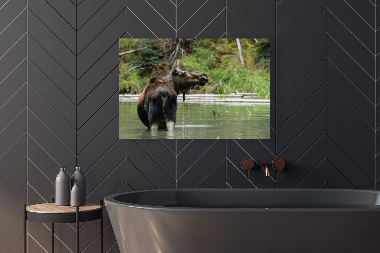 Cow Moose Reproduction